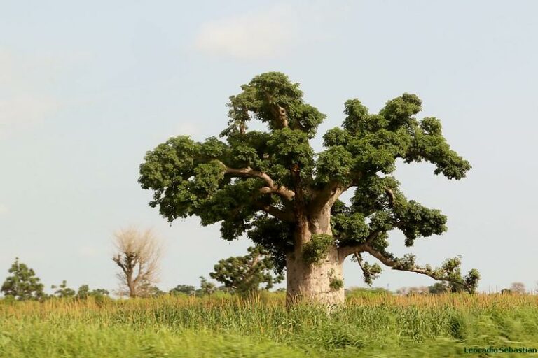 présentation d'un arbre de baobab