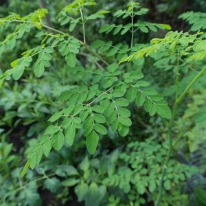 image des feuilles de moringa oleifera