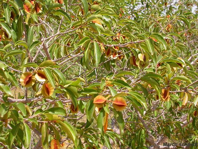 image d'un arbre de kinkeliba