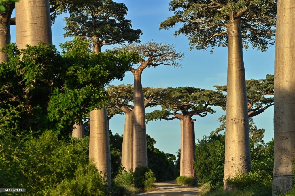 image de baobabs